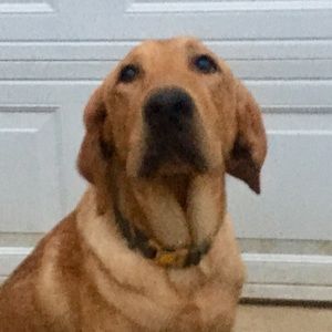 Meet your Posher, Amber